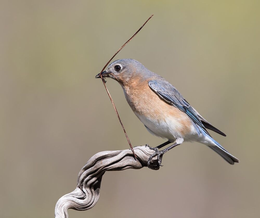Восточная сиалия самка (Female Eastern Bluebird). Весенние хлопоты
