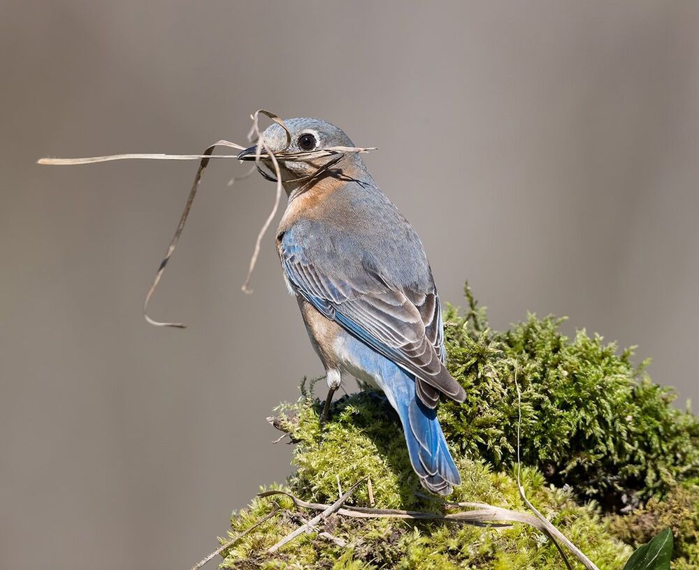 Восточная сиалия самка (Female Eastern Bluebird). Весенние хлопоты