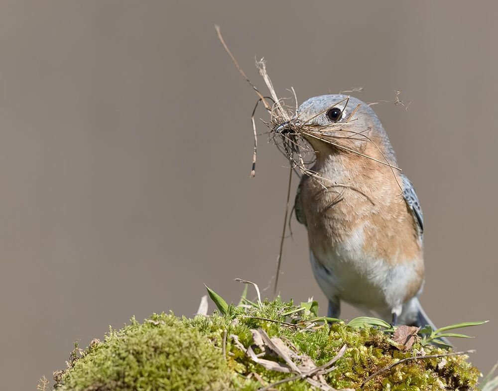 Восточная сиалия самка (Female Eastern Bluebird). Весенние хлопоты