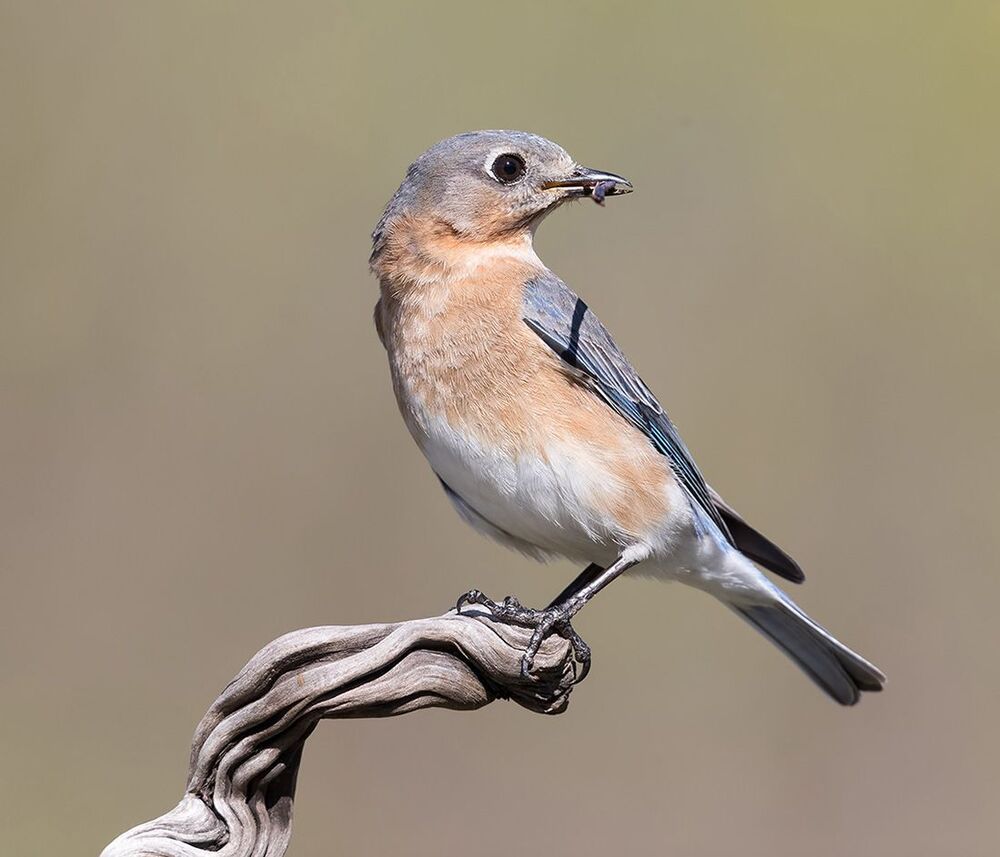 Восточная сиалия самка (Female Eastern Bluebird). Весенние хлопоты