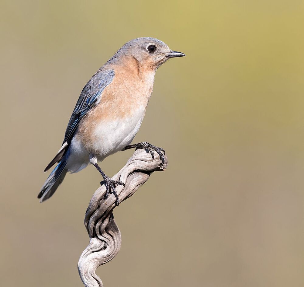 Восточная сиалия самка (Female Eastern Bluebird). Весенние хлопоты