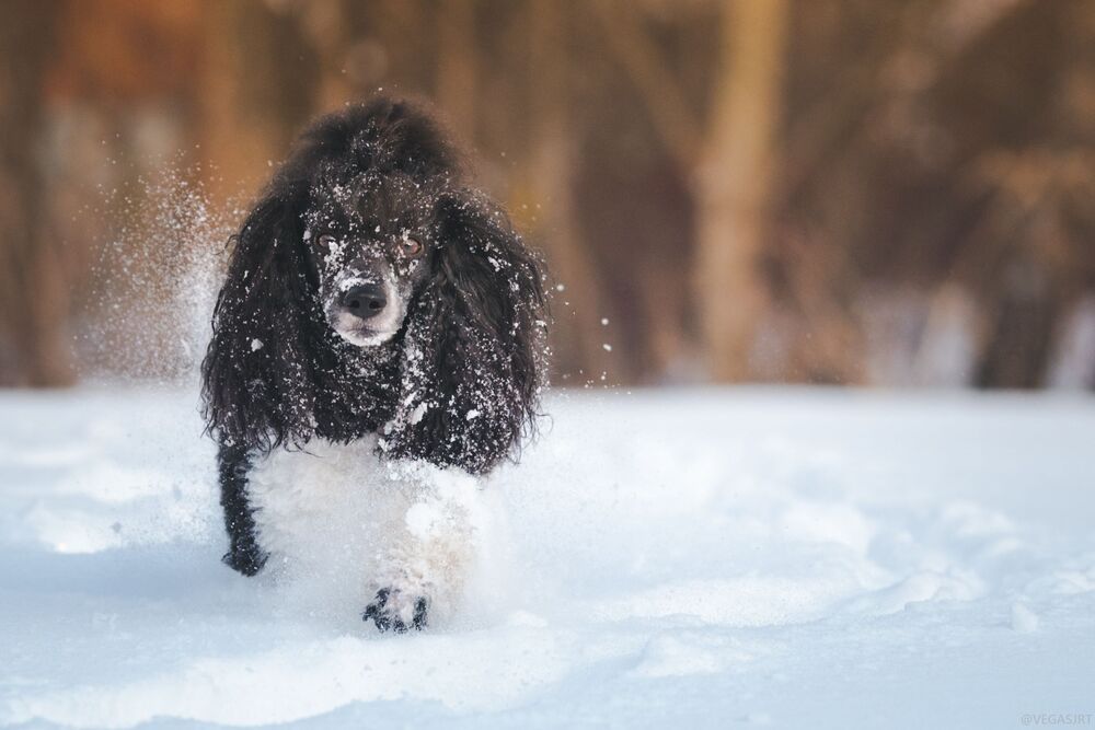 All about Dogs