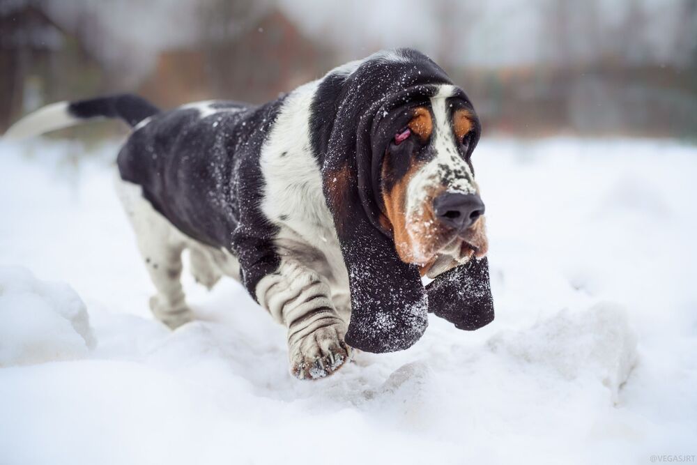All about Dogs