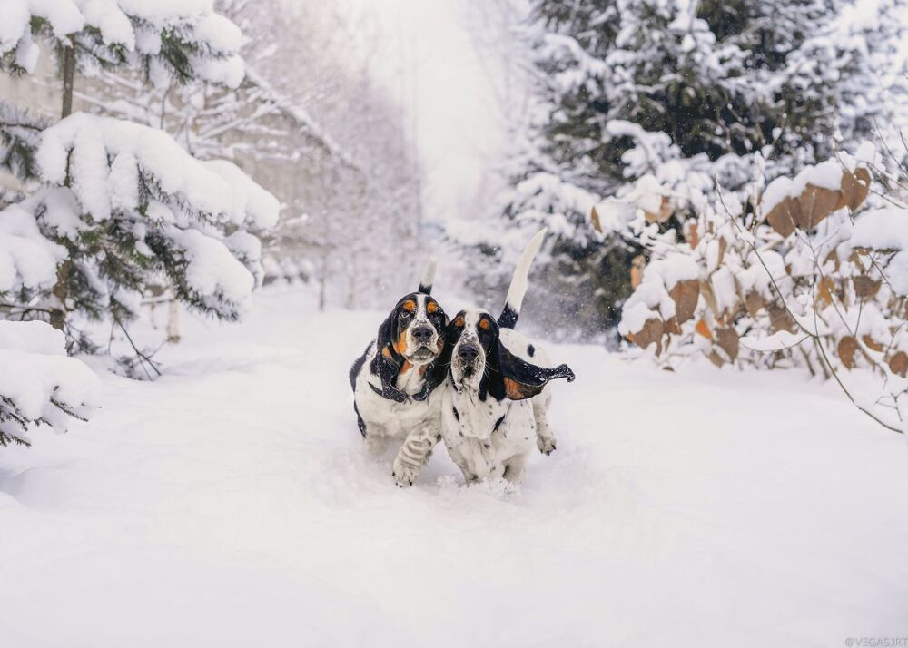 All about Dogs