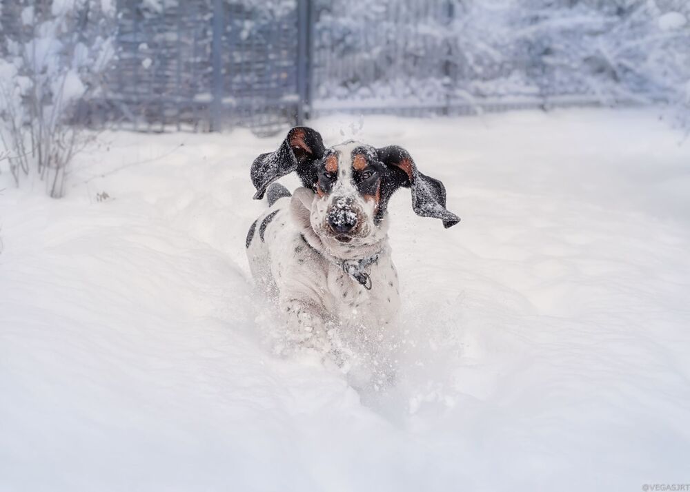 All about Dogs
