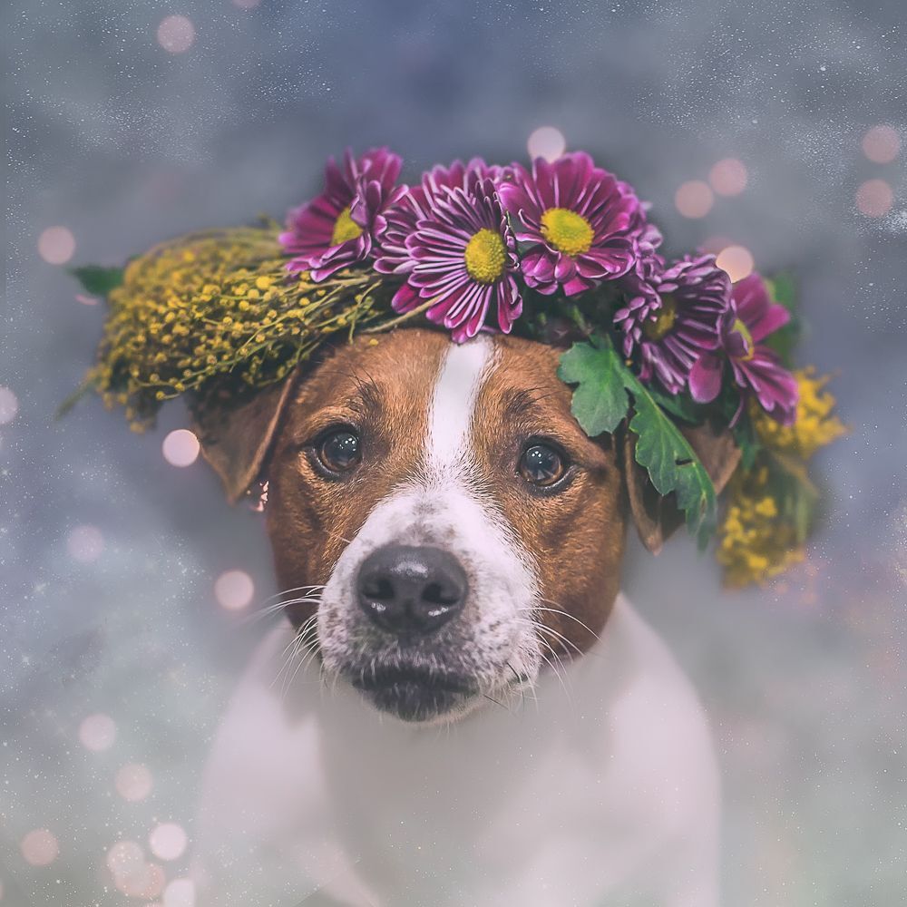 All about Dogs