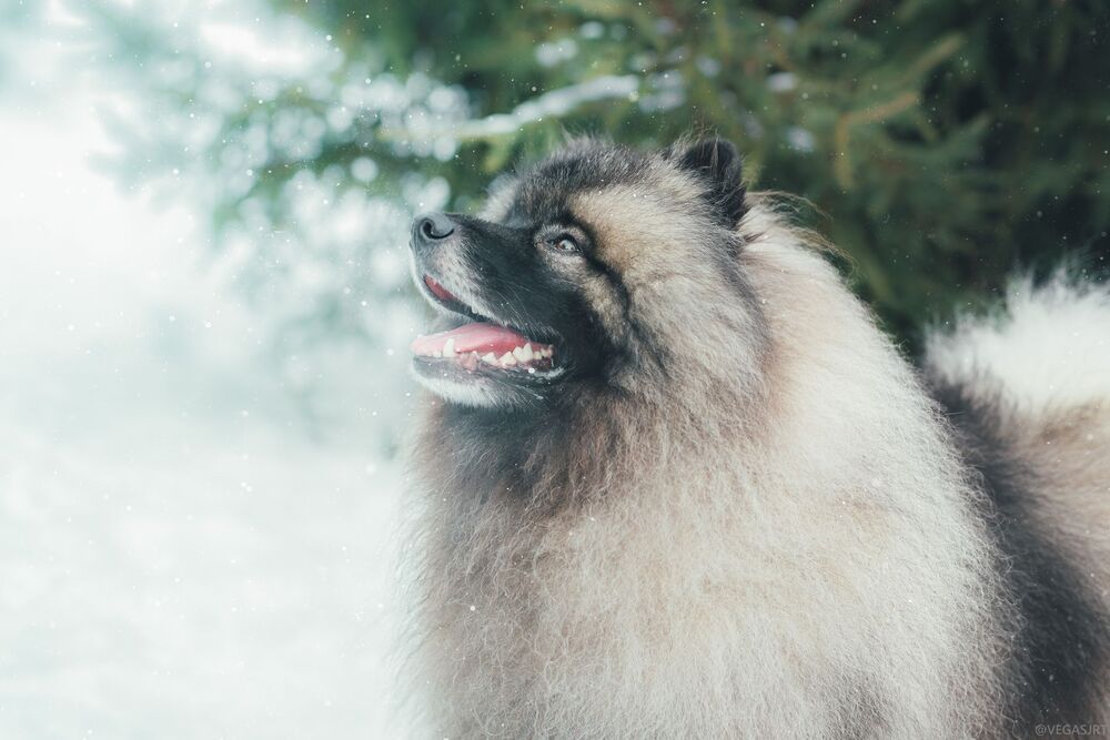All about Dogs