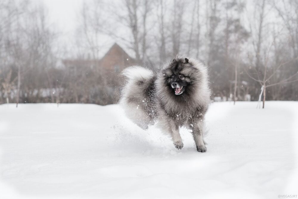 All about Dogs