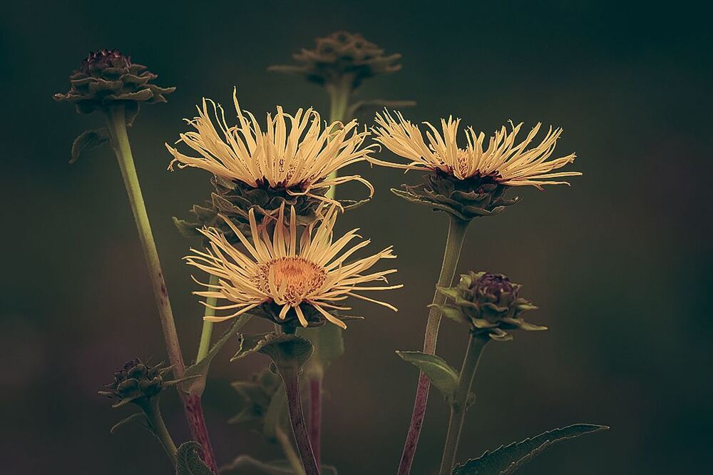 Photo 1075830