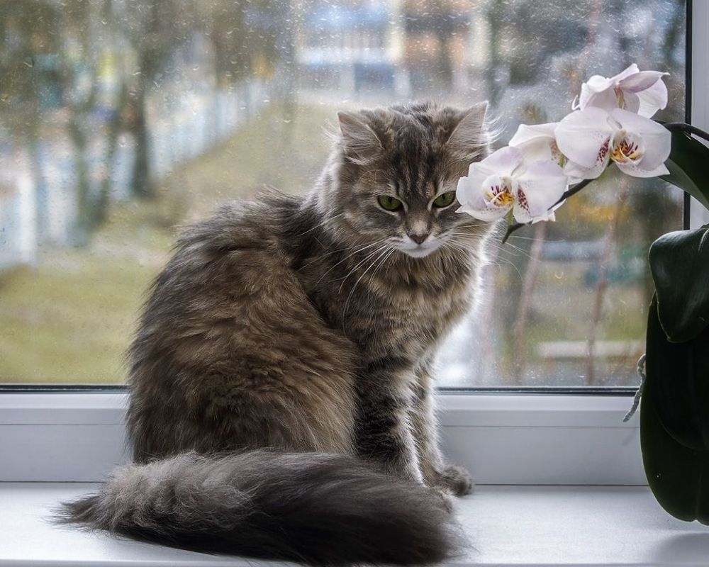 Загрустила кошка, сидя на окошке