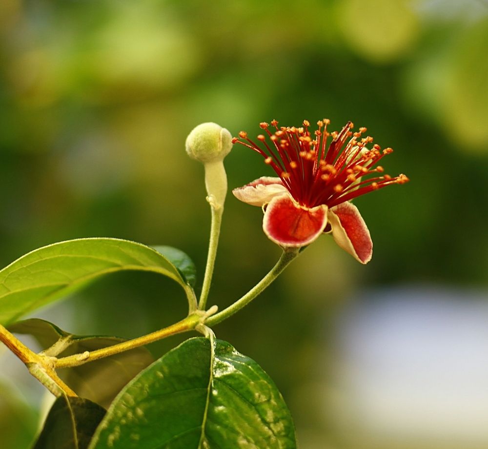 Feijoa Sellowiana
