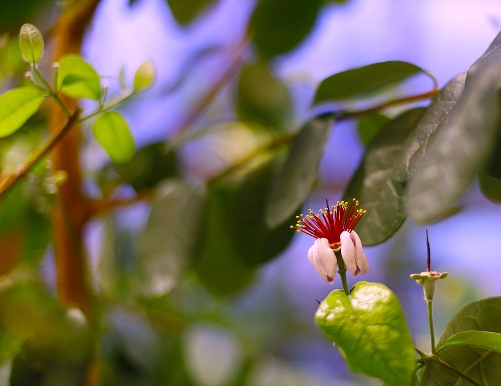 Feijoa Sellowiana