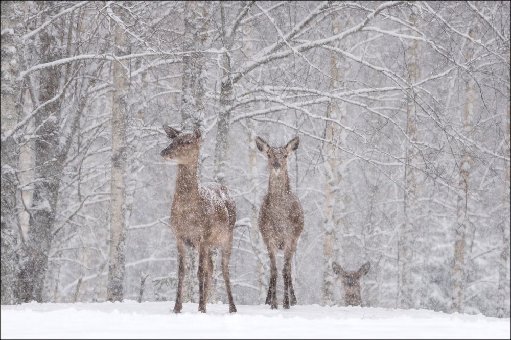 Let it snow,  let it snow, let it snow ......