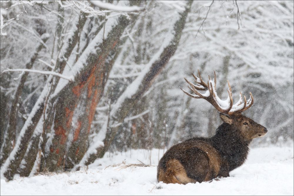 Let it snow,  let it snow, let it snow ......
