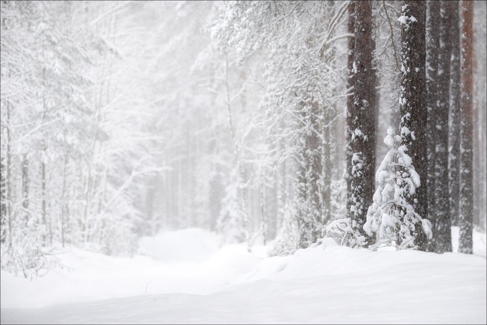 Let it snow,  let it snow, let it snow ......