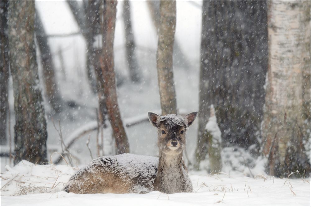 Let it snow,  let it snow, let it snow ......
