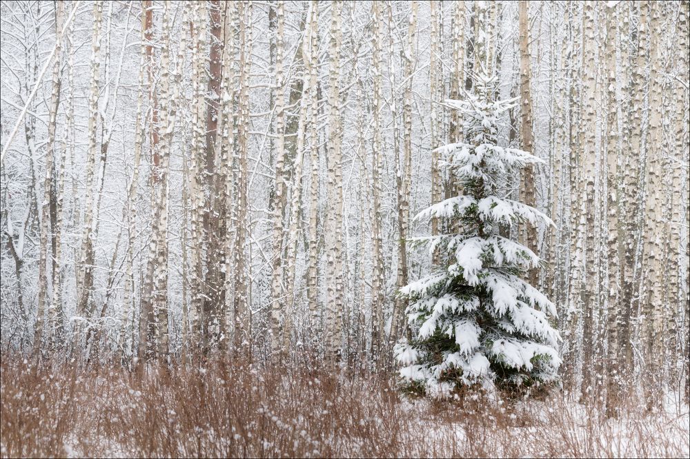 Let it snow,  let it snow, let it snow ......