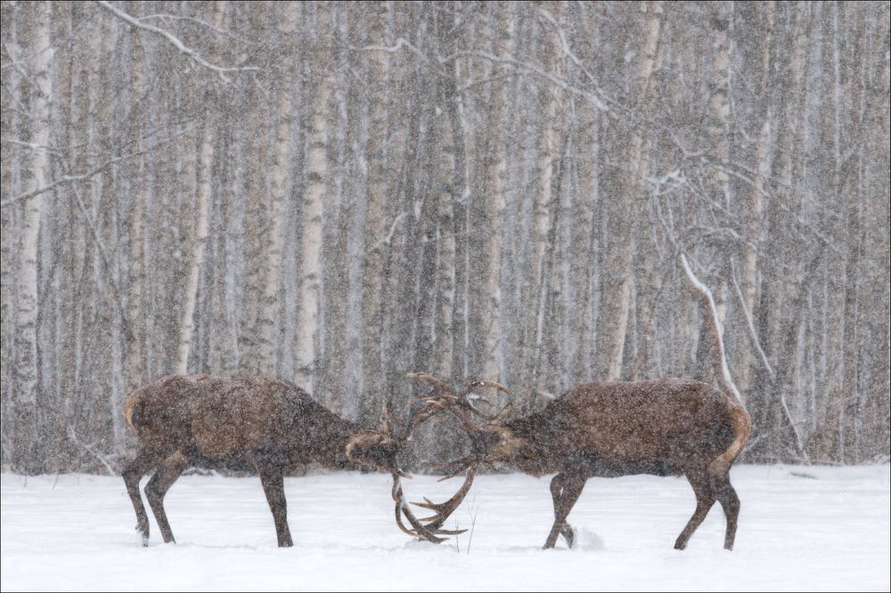 Let it snow,  let it snow, let it snow ......