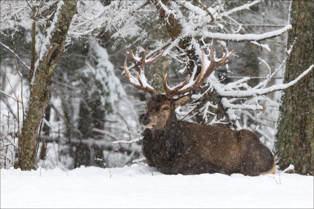 Let it snow,  let it snow, let it snow ......