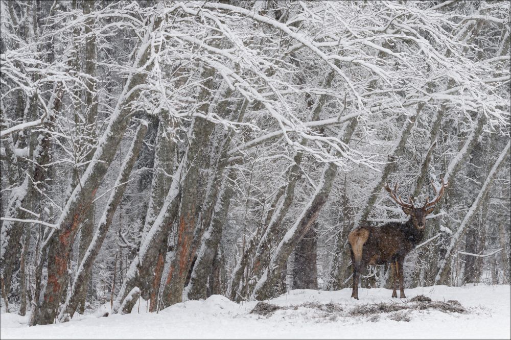 Let it snow,  let it snow, let it snow ......