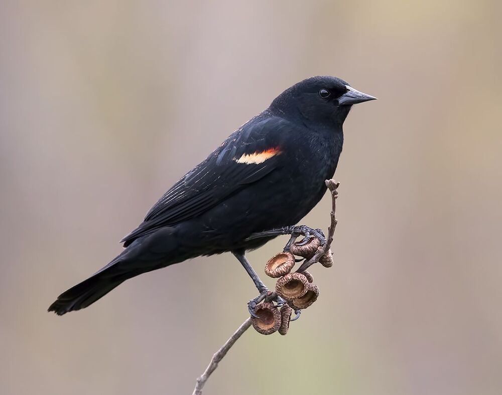 Красноплечий чёрный трупиал - Red-winged Blackbird