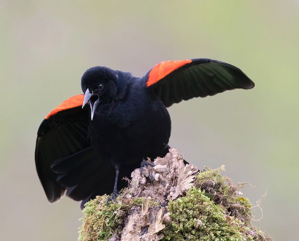 Красноплечий чёрный трупиал - Red-winged Blackbird