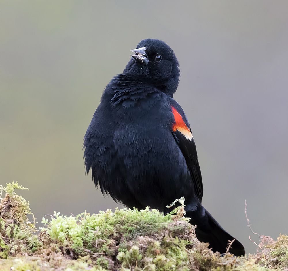 Красноплечий чёрный трупиал - Red-winged Blackbird