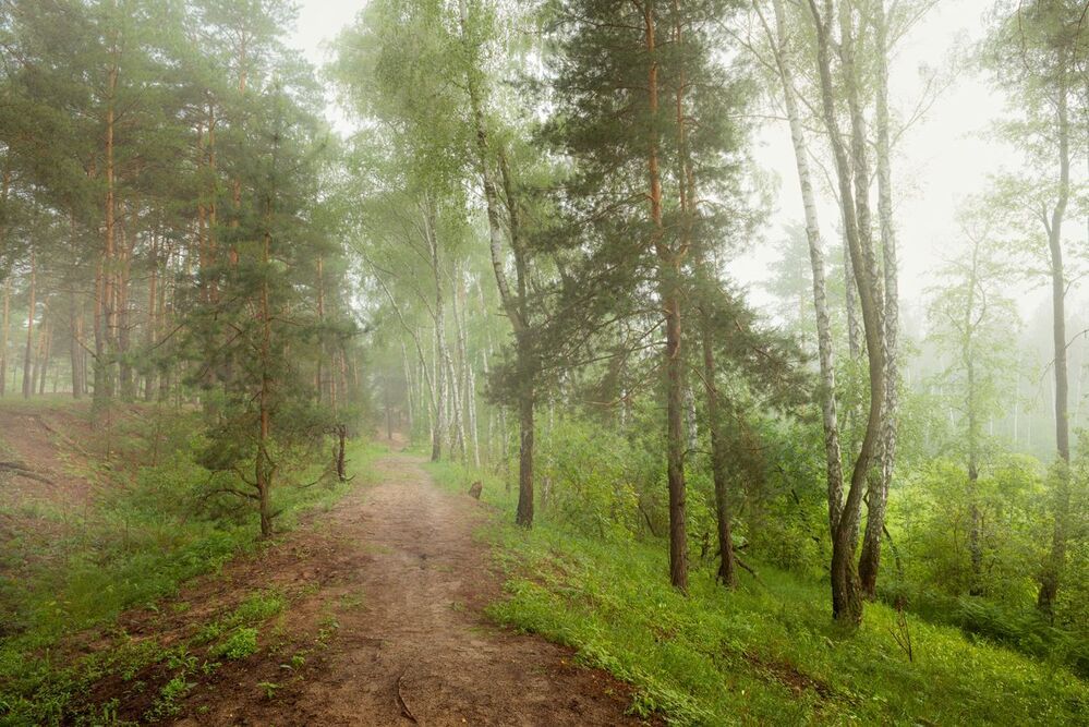 Прозрачна шаль туманная весною