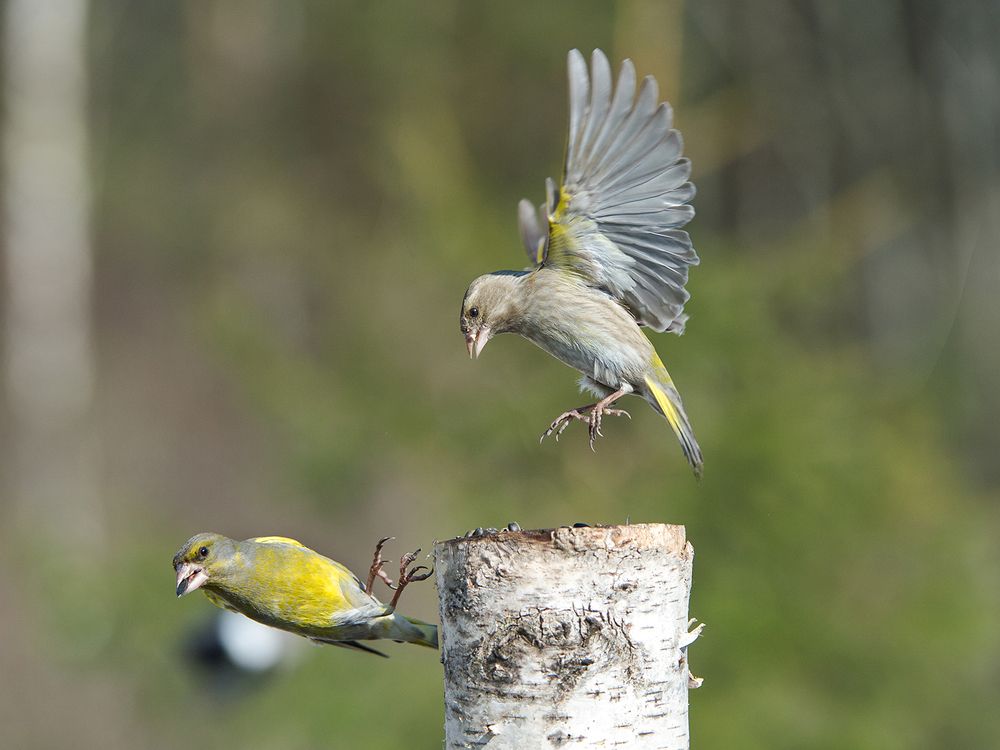Photo 1078045
