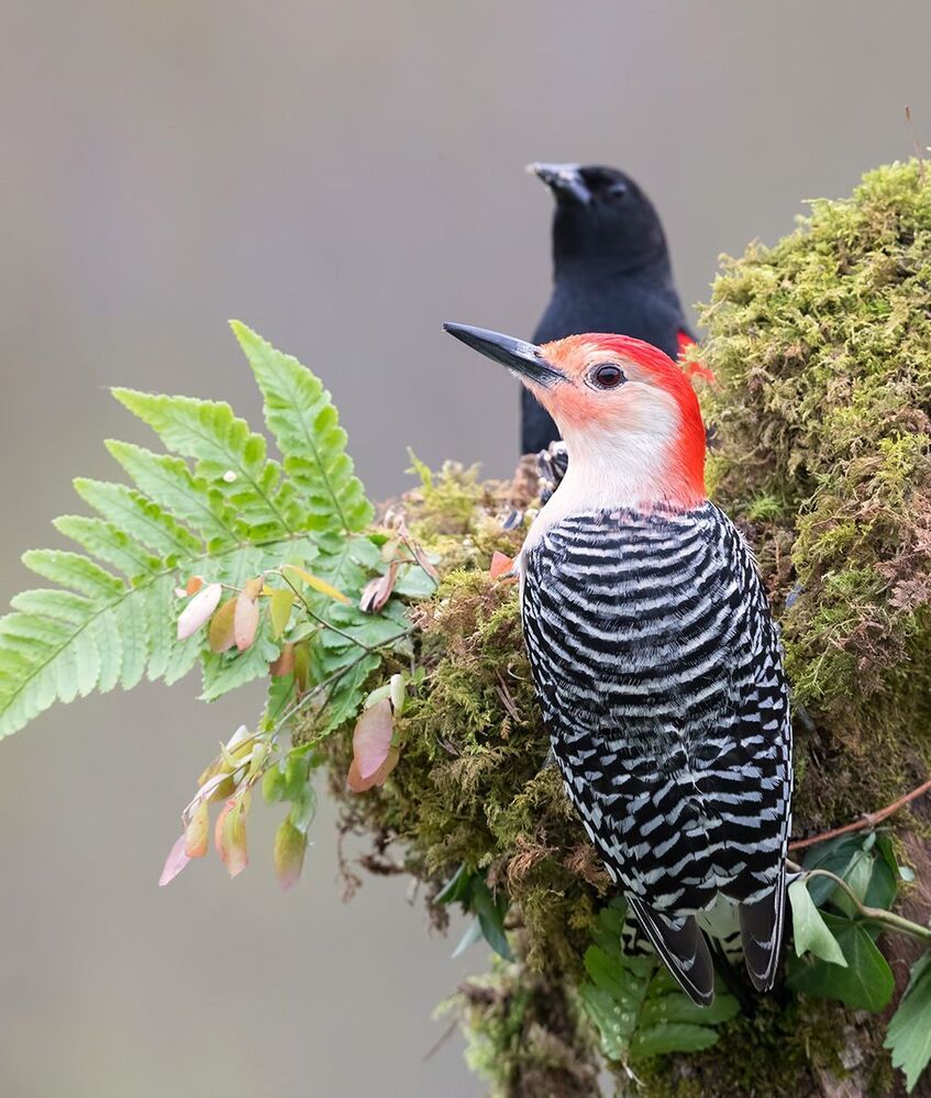 Каролинский меланерпес - Red-bellied Woodpecker