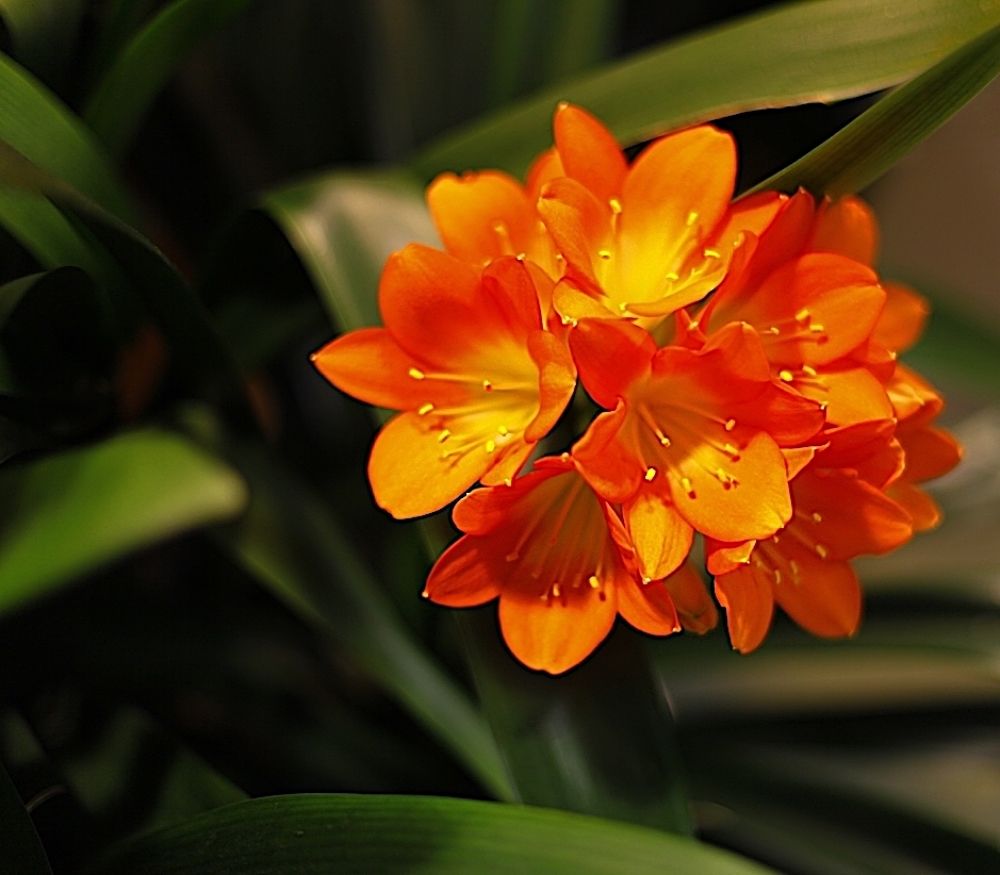 Clivia
