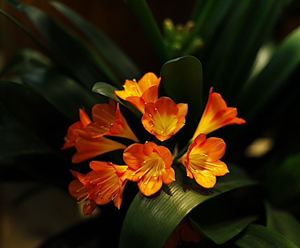 Clivia
