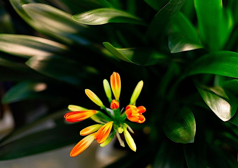 Clivia