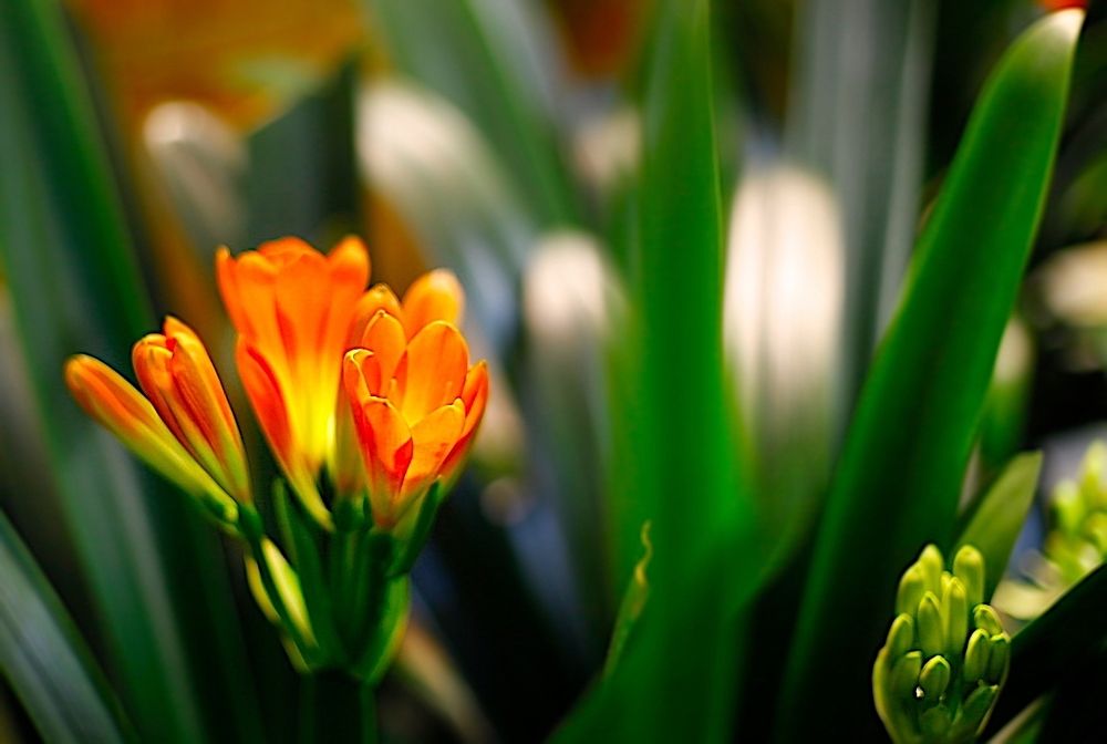 Clivia