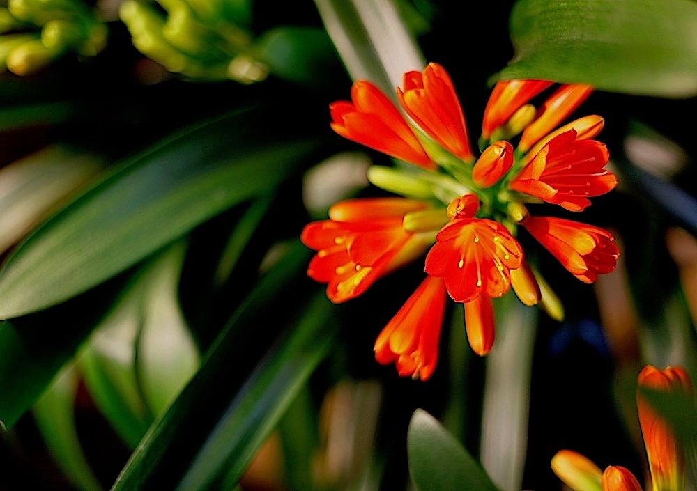 Clivia
