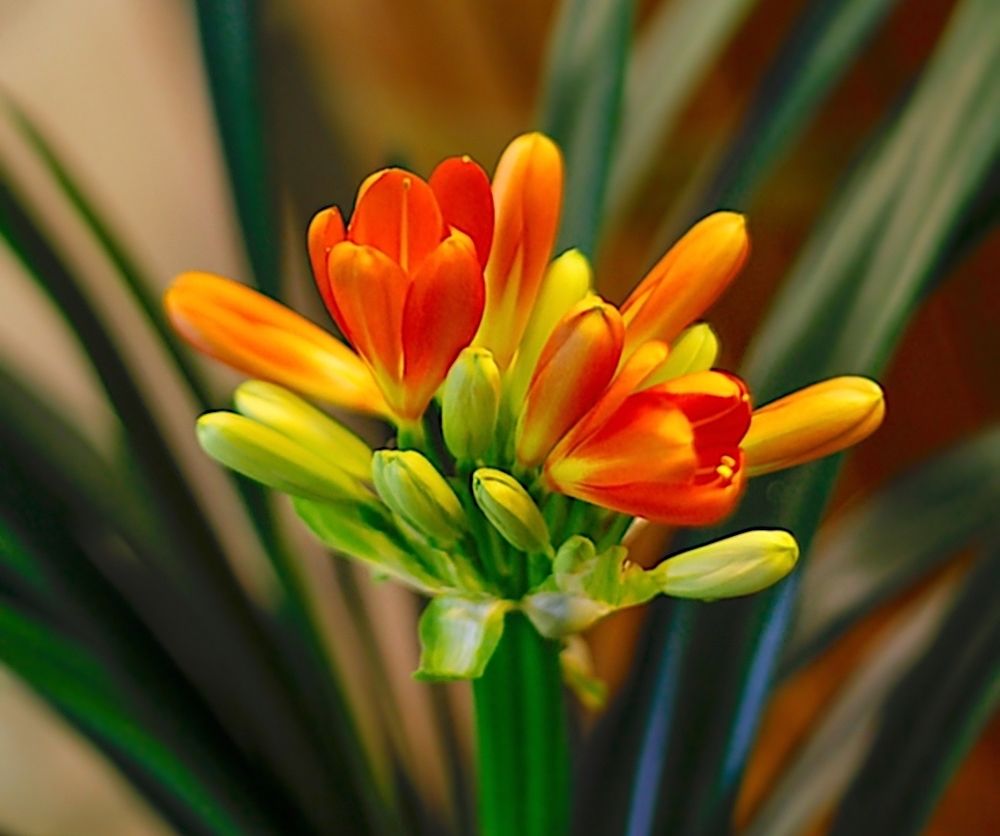 Clivia