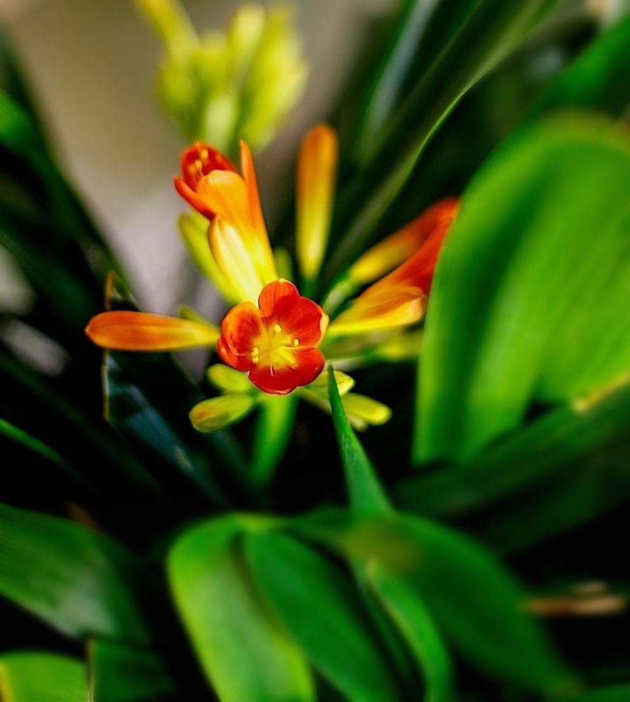 Clivia
