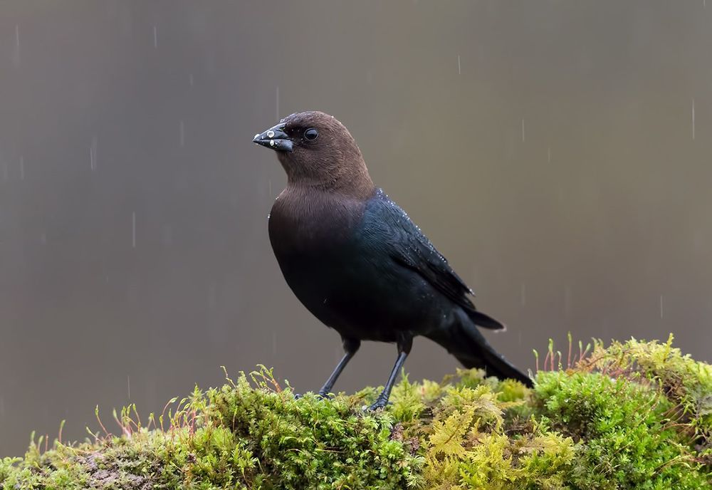 Буроголовый коровий трупиал - Brown-headed Cowbird