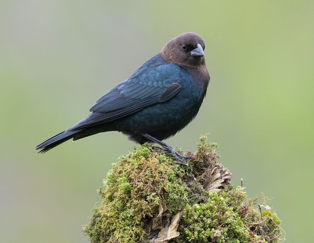 Буроголовый коровий трупиал - Brown-headed Cowbird