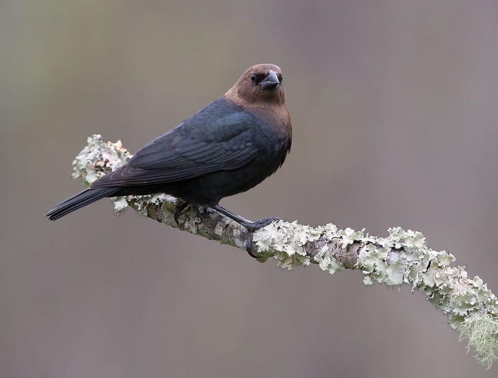 Буроголовый коровий трупиал - Brown-headed Cowbird