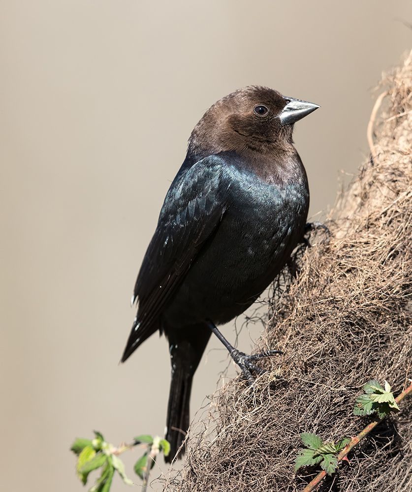 Буроголовый коровий трупиал - Brown-headed Cowbird