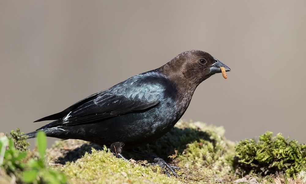 Буроголовый коровий трупиал - Brown-headed Cowbird
