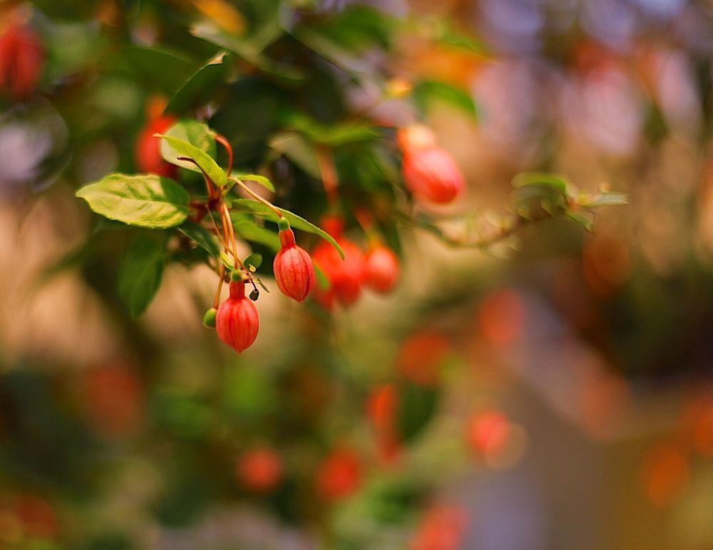 Fuchsia Plants