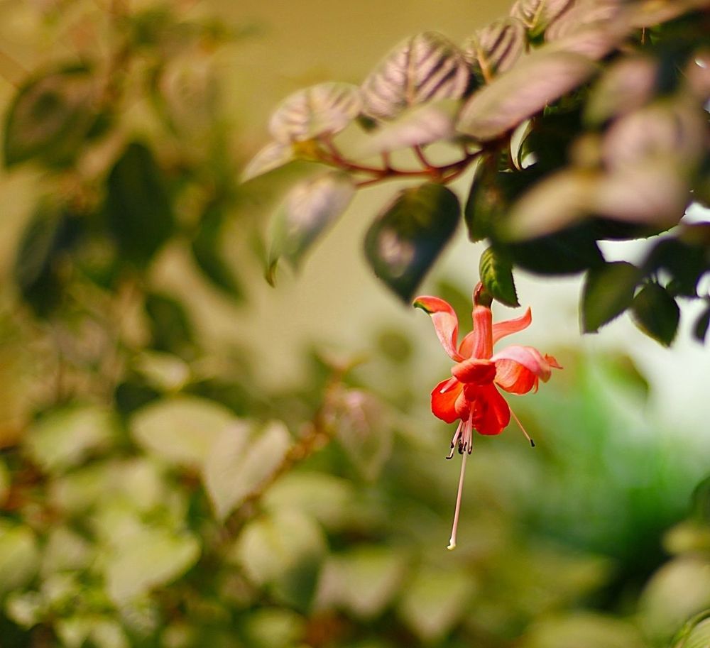 Fuchsia Plants