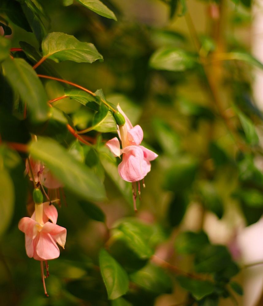 Fuchsia Plants