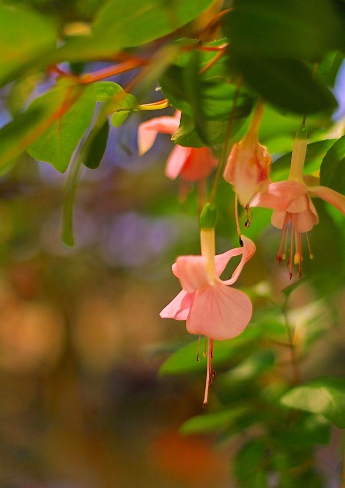 Fuchsia Plants