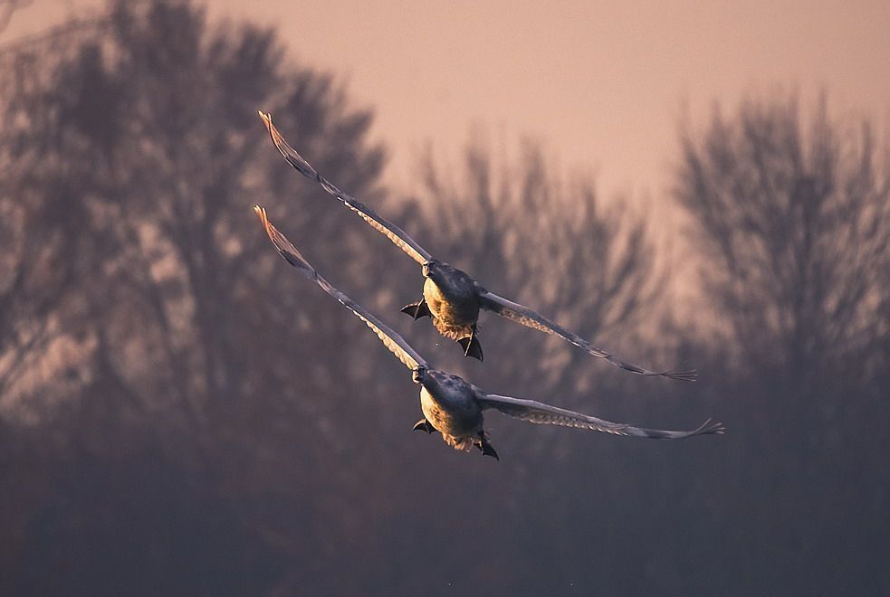 На бреющем