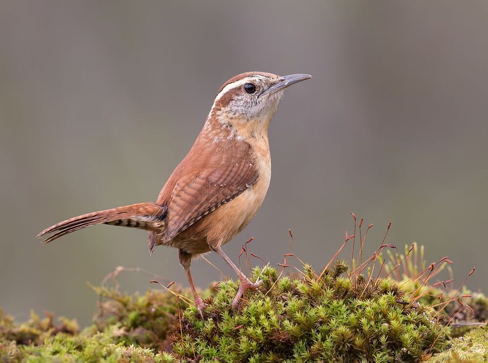 Крапивник Каролинский - Carolina Wren