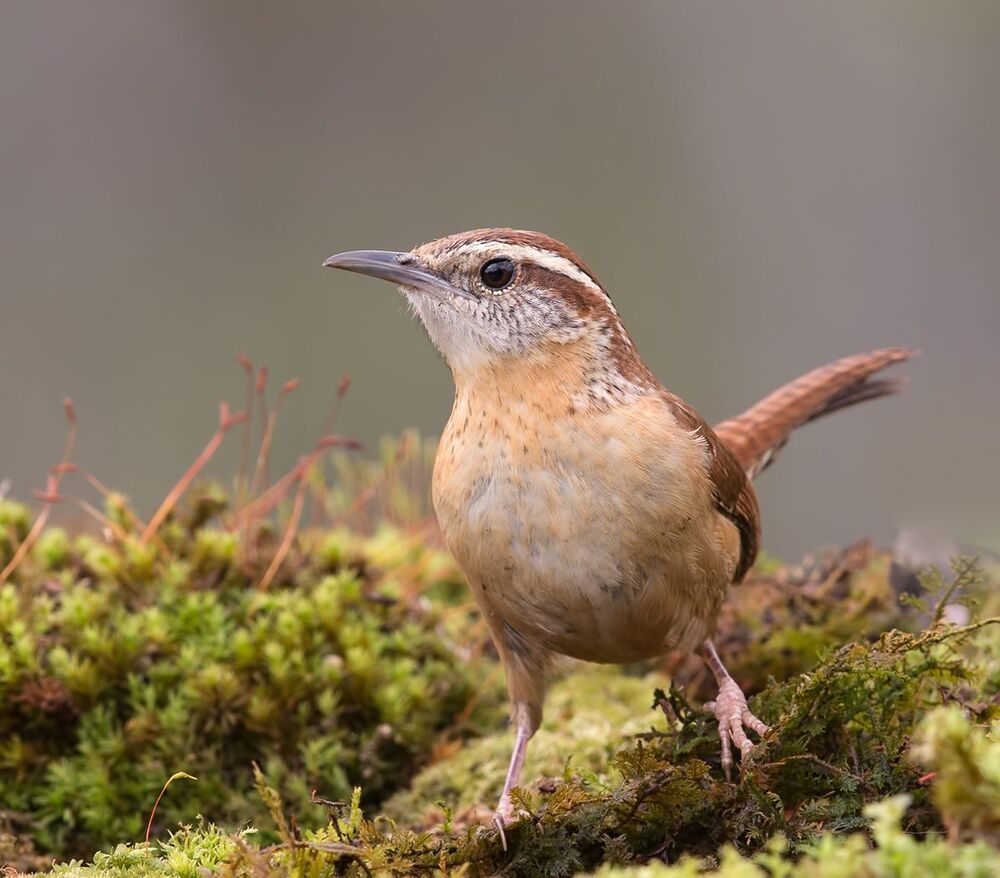 Крапивник Каролинский - Carolina Wren