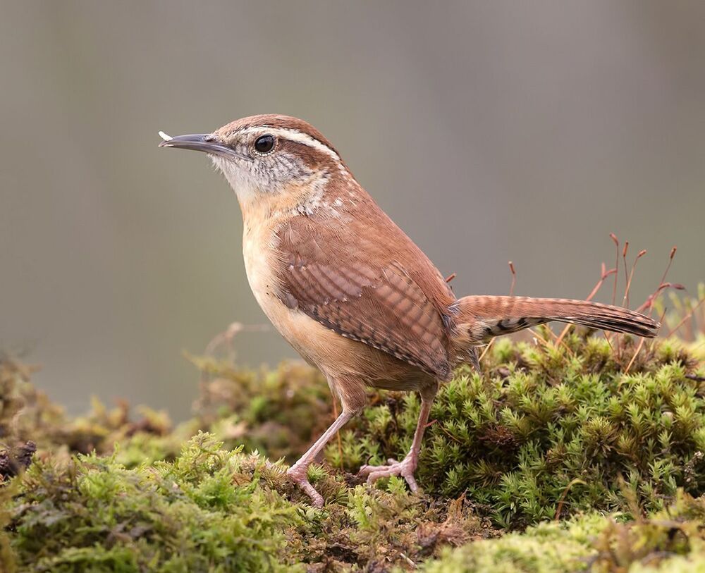Крапивник Каролинский - Carolina Wren
